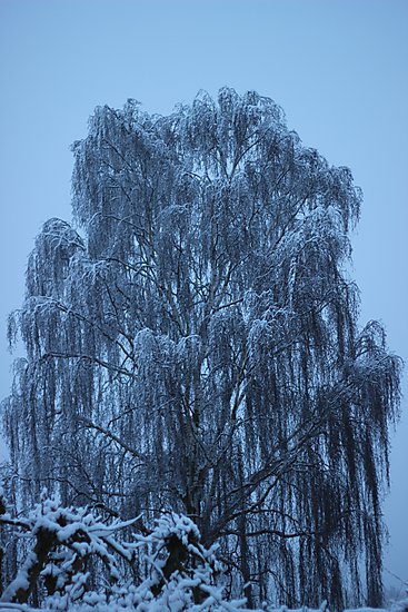 -0703_1_HaengepilSne