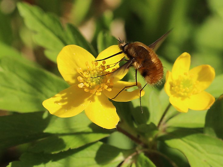 -1352_1_Humleflue_Bombylius_major_Crop
