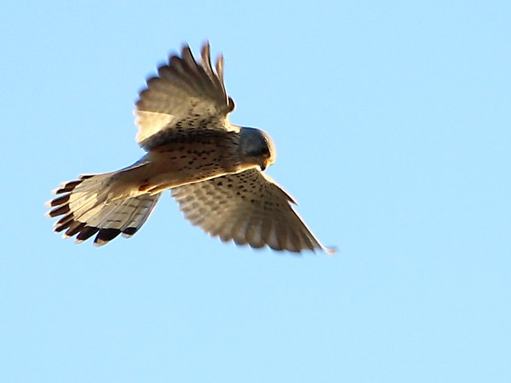 -1947_08_EgaaEngsoe_Taarnfalk_Falco_tinnunculus_Crop