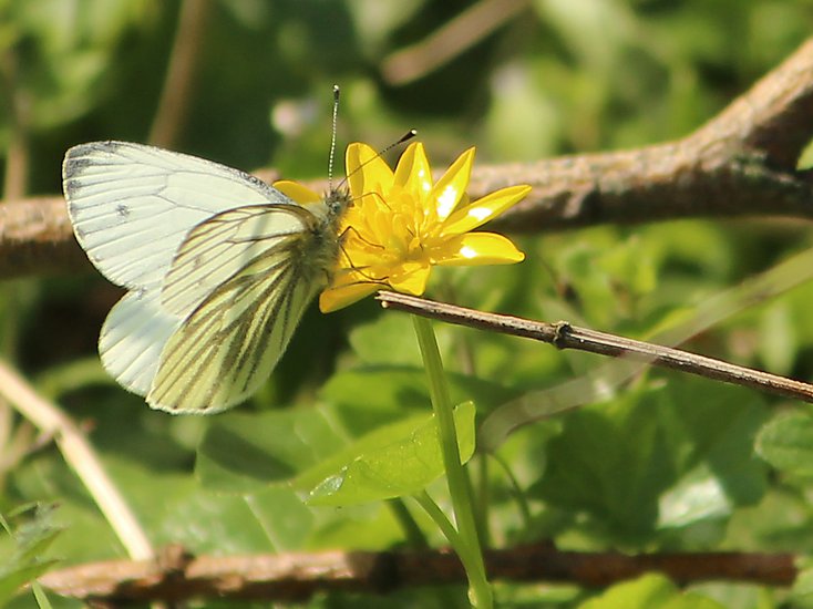 -1440_2_EgaaEngsoe_GroenaaretKaalsommerfugl__Pieris_napi_Crop