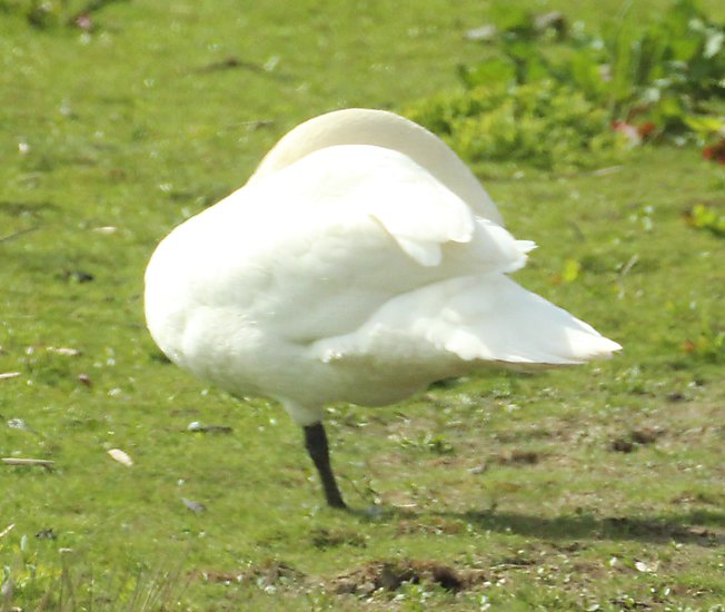 -1505_1_Svane_Crop
