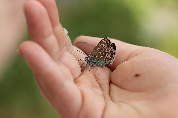 -1154_AlmindeligBlaafugl_Polyommatus_icarus_AstasHaand