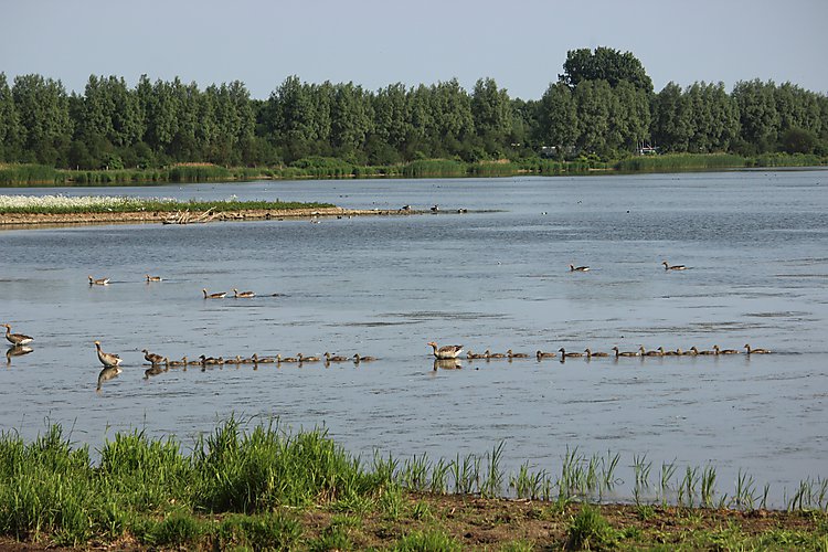 -1718_5_EgaaEngsoe_GaesGaeslinger