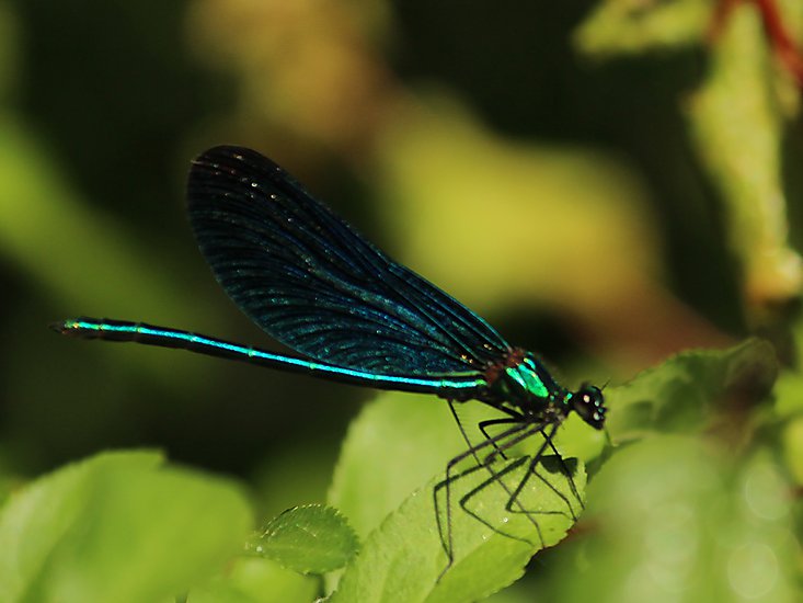 -0815_6_BlaavingetPragtvandnymfe_Calopteryx_virgo_Crop
