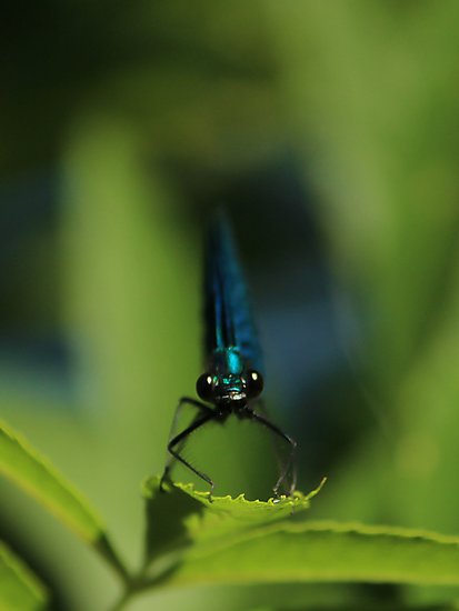 -0816_BlaavingetPragtvandnymfe_Calopteryx_virgo_Crop