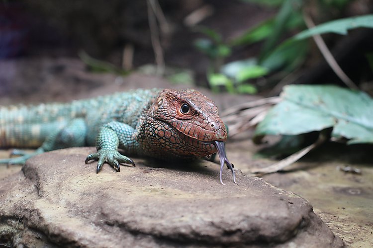 -1235_8_KoebenhavnZoo_Firben_Tunge