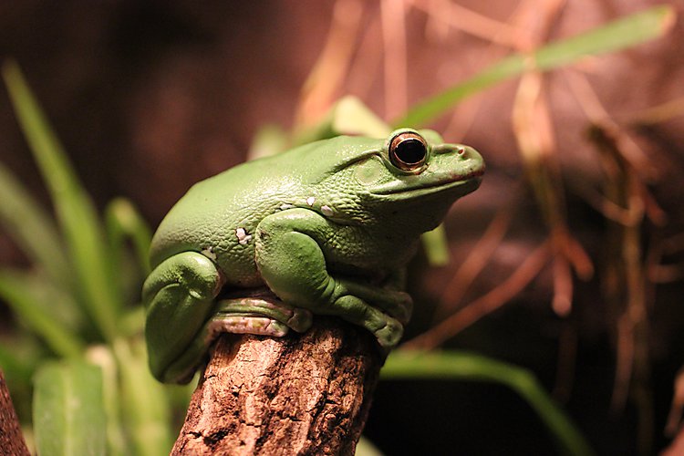 -1242_3_KoebenhavnZoo_Kaempeloevfroe_Polypedates_Dennysi