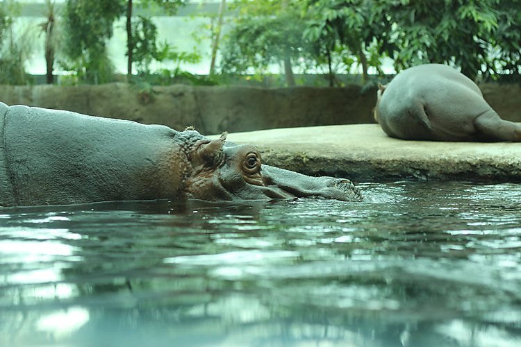 -1635_3_KoebenhavnZoo_Flodhest