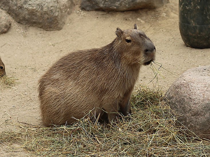 -1740_KoebenhavnZoo_Kapivar_Hydrochoerus_hydrochaeris_Crop