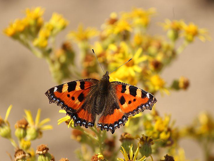 -1125_3_Tunoe_NaeldensTakvinge_Aglais_urticae_Crop