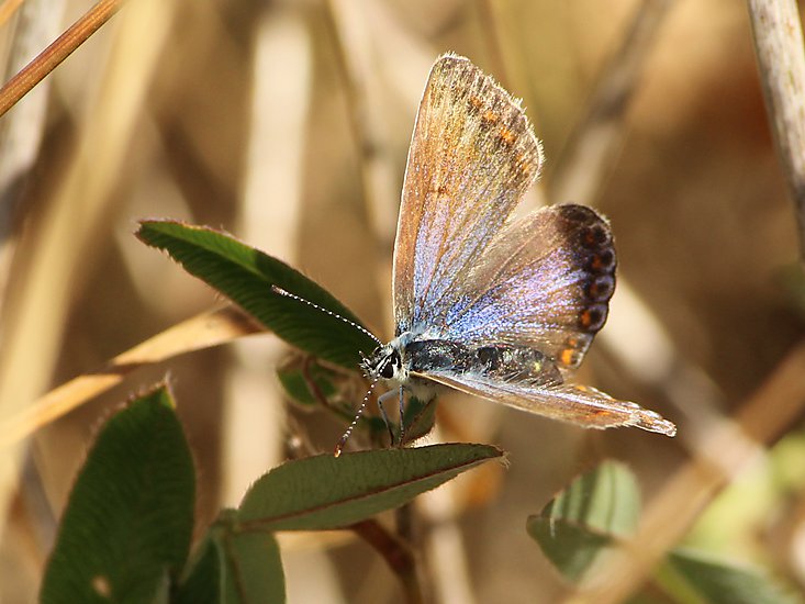 -1213_5_Tunoe_Sommerfugl_AlmindeligBlaafugl_Polyommatus_icarus_Crop
