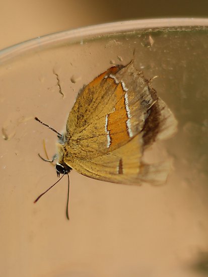 -1431_1_Guldhale_Thecla_betulae_Crop