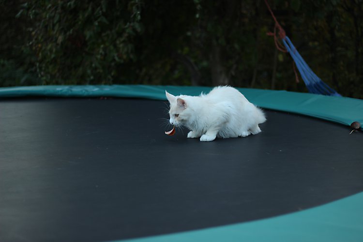 -1724_04_EigilBladTrampolin