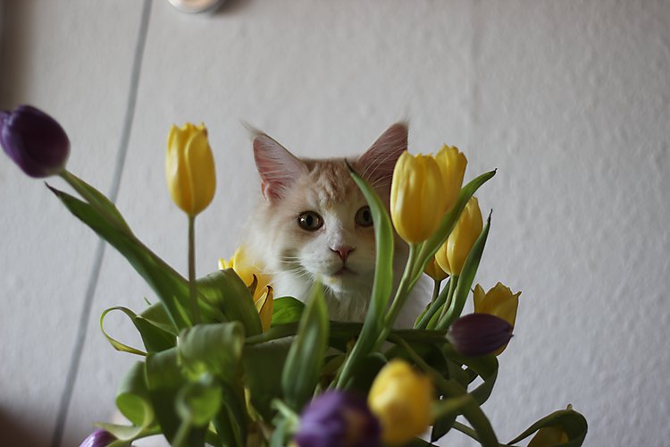 -0728_3_EigilTulipaner