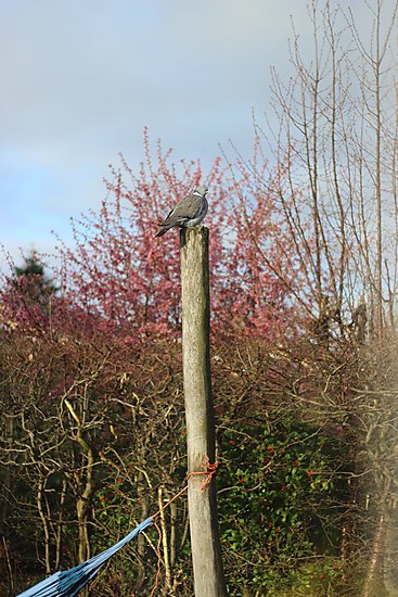 -0747_4_DuePael