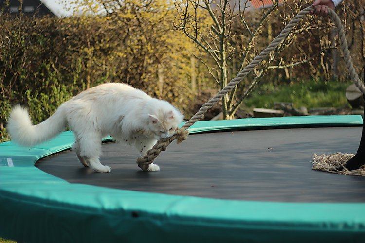 -1505_1_EigilSnorTrampolin