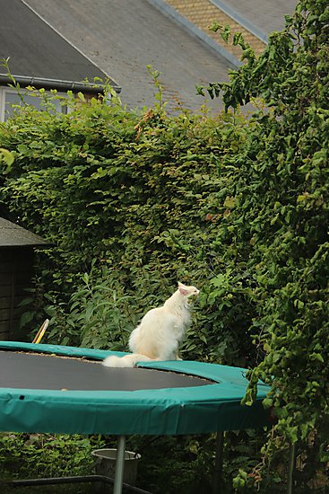 -1040_EigilTrampolinHaek
