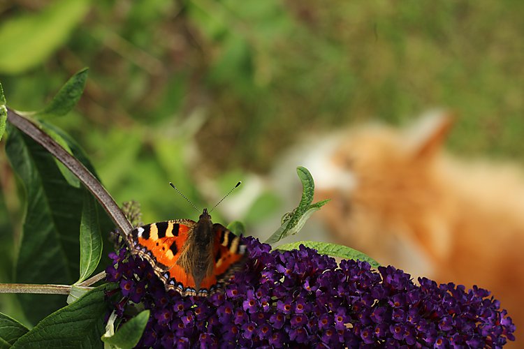 -1523_2_Sommerfuglebusk_NaeldensTakvinge_Aglais_urticae_Stoffer