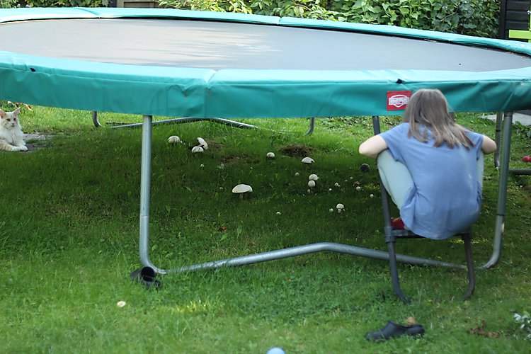 -1815_2_HaveSvampeTrampolinAsta