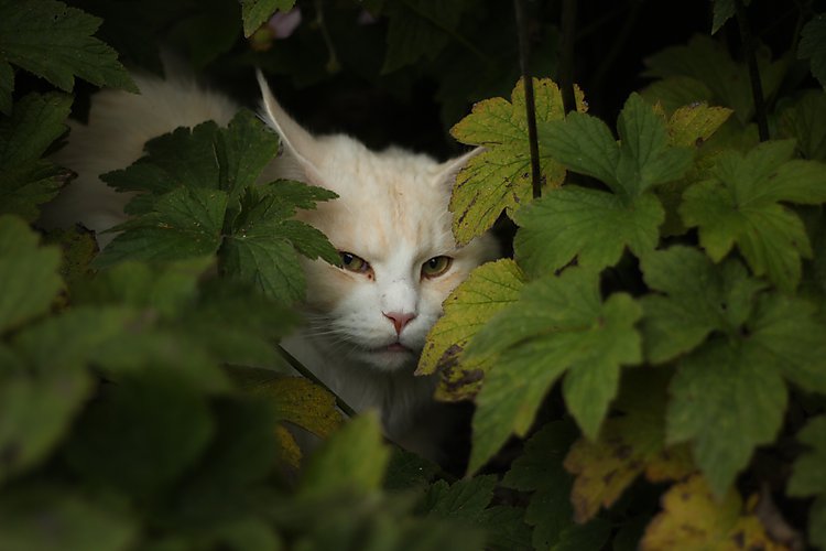 -0739_3_EigilPlanter