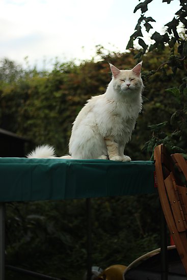 -1812_EigilTrampolin