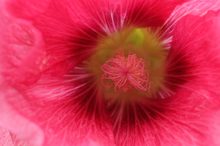 -1618_StokroseBlomst