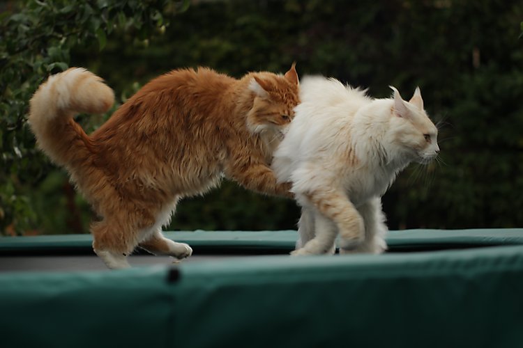 -1739_2_StofferEigil_Trampolin