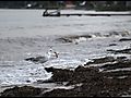 -1927_09_BellevueStrandTandMaageKrabbe_E