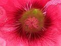 -1618_StokroseBlomst