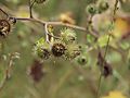 -1554_2_Burrer