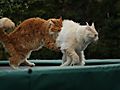 -1739_2_StofferEigil_Trampolin