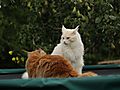 -1739_5_StofferEigil_Trampolin