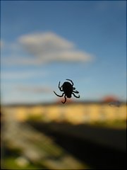 [Foto]