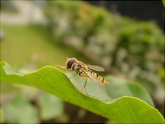 [Foto]