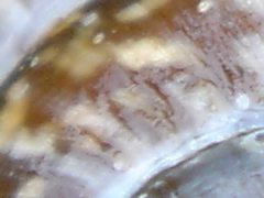 [Foto]
